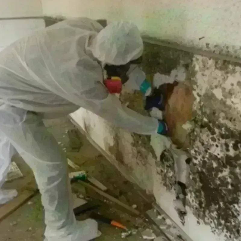 Mold Remediation and Removal in Roseland, LA